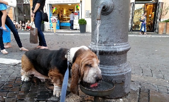 Nasoni – Trinkwasserbrunnen in Rom